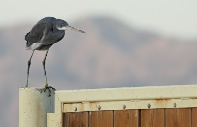 Westelijke Rifreiger / Western Reef Heron