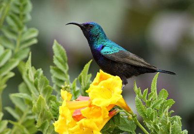 Palestijnse Honingzuiger / Palestine Sunbird