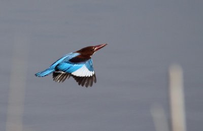 Smyrnaijsvogel / White-breasted Kingfisher