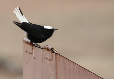 Witkruintapuit / White-crowned Wheatear