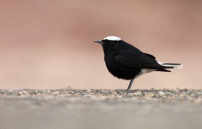 Witkruintapuit / White-crowned Wheatear