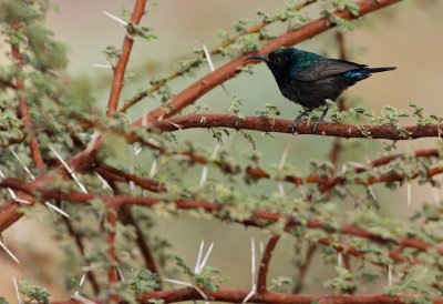 Palestijnse Honingzuiger / Palestine Sunbird