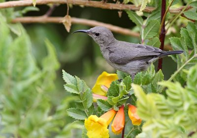 Palestijnse Honingzuiger / Palestine Sunbird