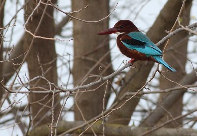 Smyrnaijsvogel / White-breasted Kingfisher