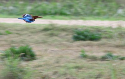 Smyrnaijsvogel / White-breasted Kingfisher