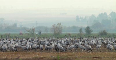 Kraanvogel / Common Crane