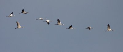 Kraanvogel / Common Crane