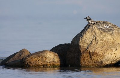 Bonte IJsvogel / Pied Kingfisher