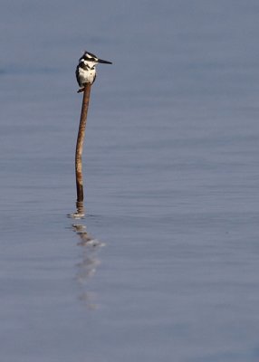 Bonte IJsvogel / Pied Kingfisher