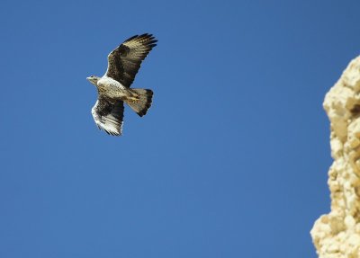 Havikarend / Bonelli's Eagle