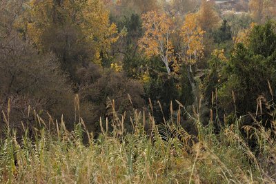 Tel Dan