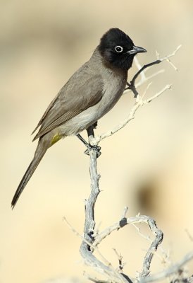 Arabische Buulbuul / White-spectacled Bulbul