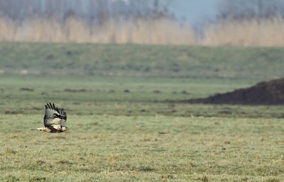 Ruigpootbuizerd / Rough-legged Buzzard