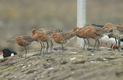 Grutto / Black-tailed Godwit