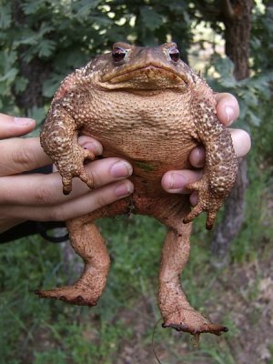 Pad / Toad