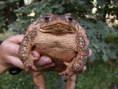 Pad / Toad