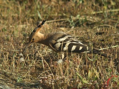 Hop / Hoopoe