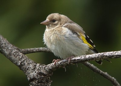 Putter / Goldfinch