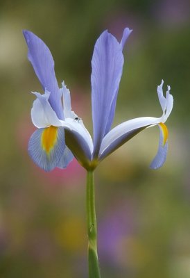 Lis