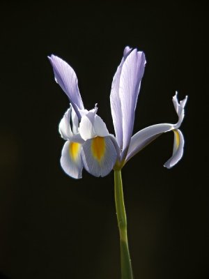 Lis