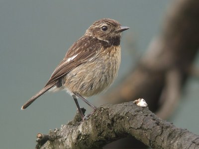 Roodborsttapuit / Stonechat