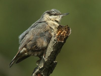 Boomklever / Nuthatch