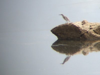 Ralreiger / Squacco Heron