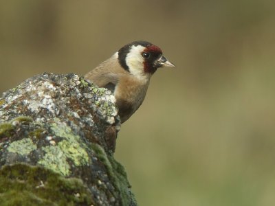 Putter / Goldfinch