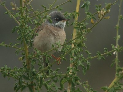 Brilgrasmus / Spectacled Warbler