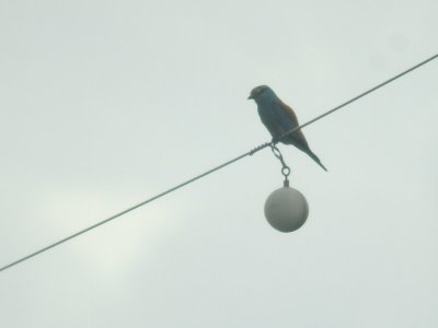 Scharrelaar / Roller