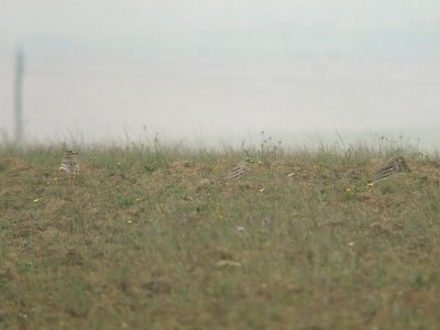 Grielen / Stone Curlew