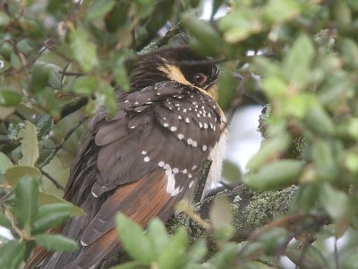 Kuifkoekoek / Great Spotted Cuckoo