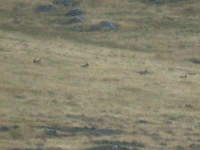 Grote Trappen / Great Bustards