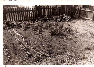 Gram's garden in the rear yard,  Boston 1947