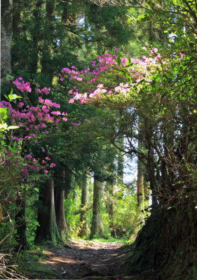 A beautiful woodland path.