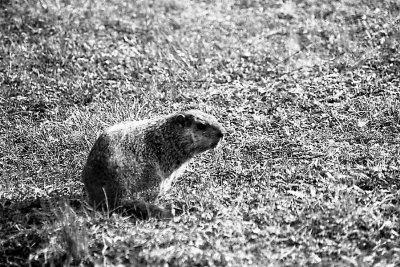 Martha, our resident groundhog