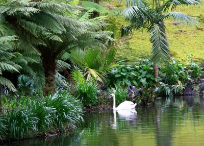 This swan lives in one of the most beautiful places on the planet