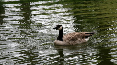 Canadian goose, one of only three on the island of Sao Miguel