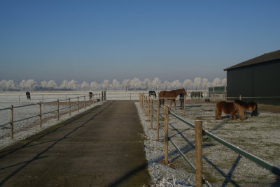 Horses in Winter Wonderland