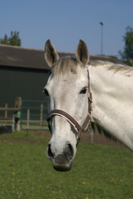 Luna, Susie and Gijs have arrived at EquiLuck