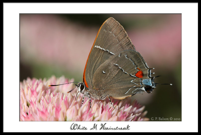 White M Hairstreak