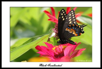 Black Swallowtail