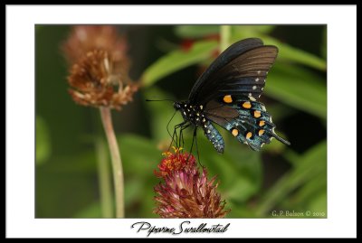 Pipevine Swallowtail