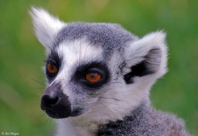 Lemur cata II