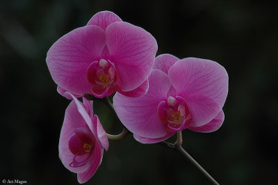 Orchid IV