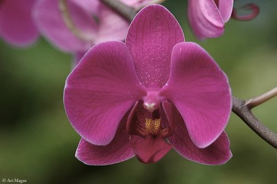 Orchid VIII