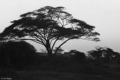 Acacia-Commiphora bushland (Tsavo, Kenya)