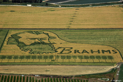 Brahms (Kibbutz Ein Harod's wheatfields, Israel)
