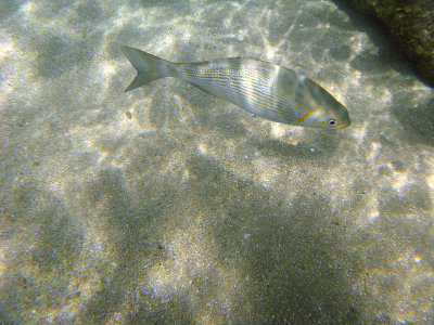 Tropical Hawaiian Fish