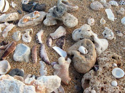 Shells on the Beach
